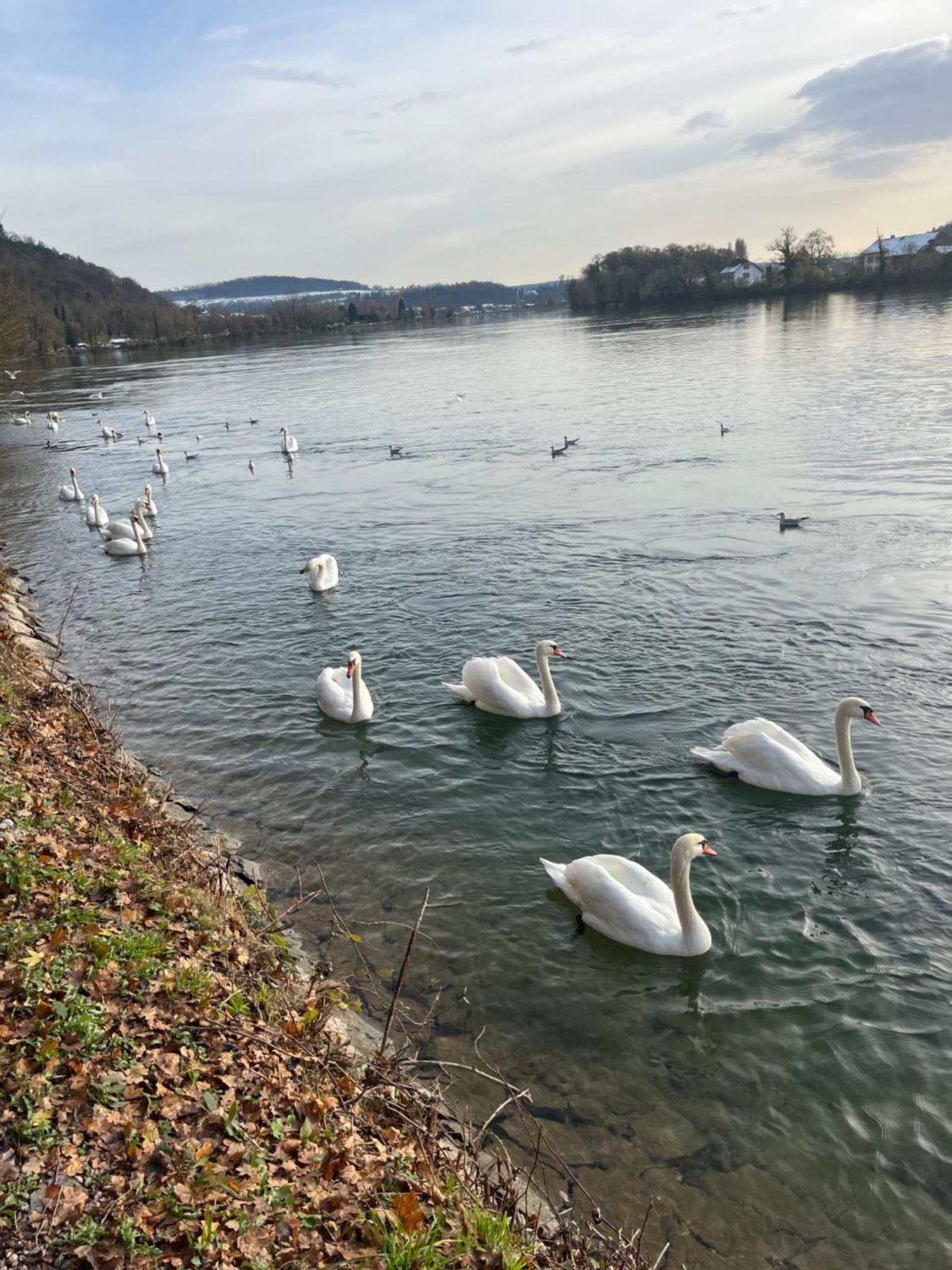 Waldshut -Kaiser55 Luaran gambar